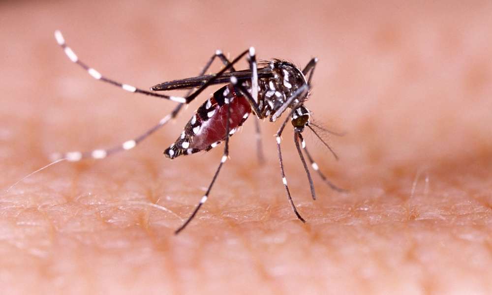 Diseases that Mosquitoes Carry