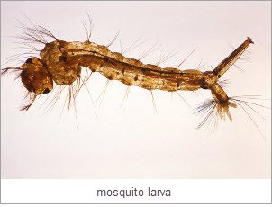 close-up-of-a-mosquito-larva