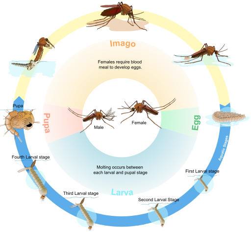 the life cycle of mosquitoes