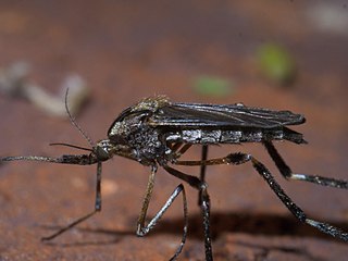 Psorophora ciliata mosquito