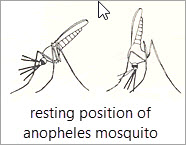 resting position of anopheles mosquito