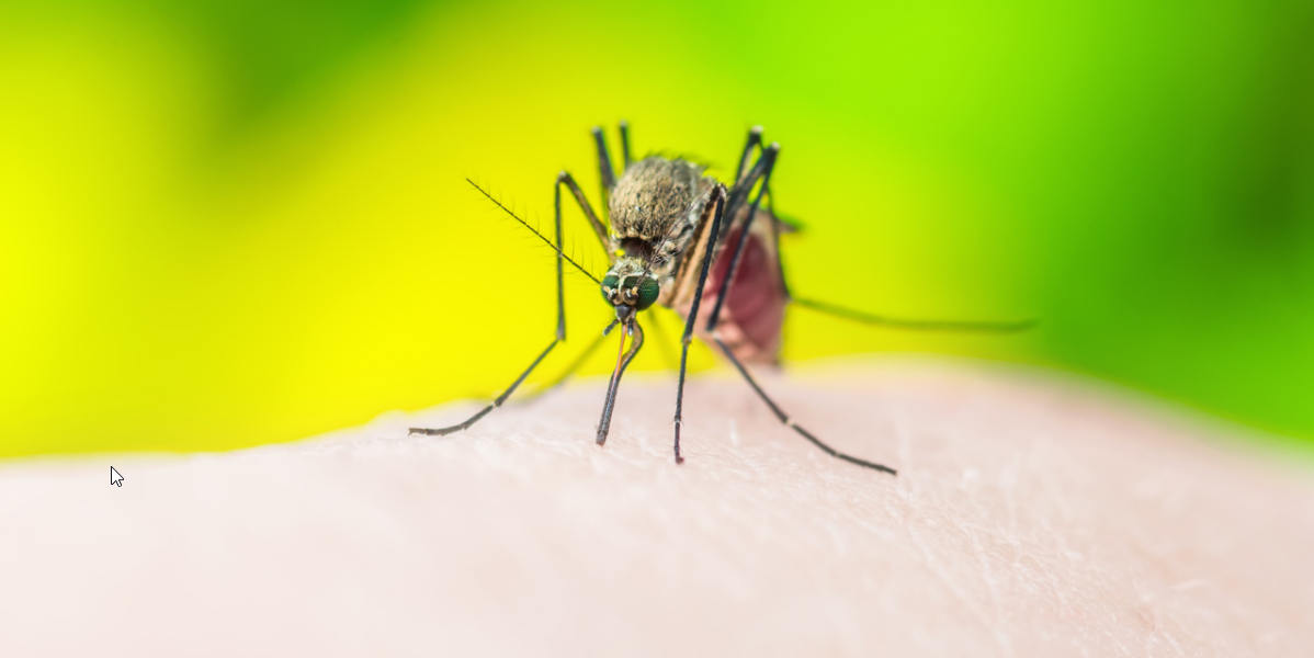 mosquito avoid bites by using natural mosquito control