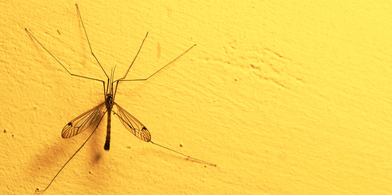 tips for home mosquito control
