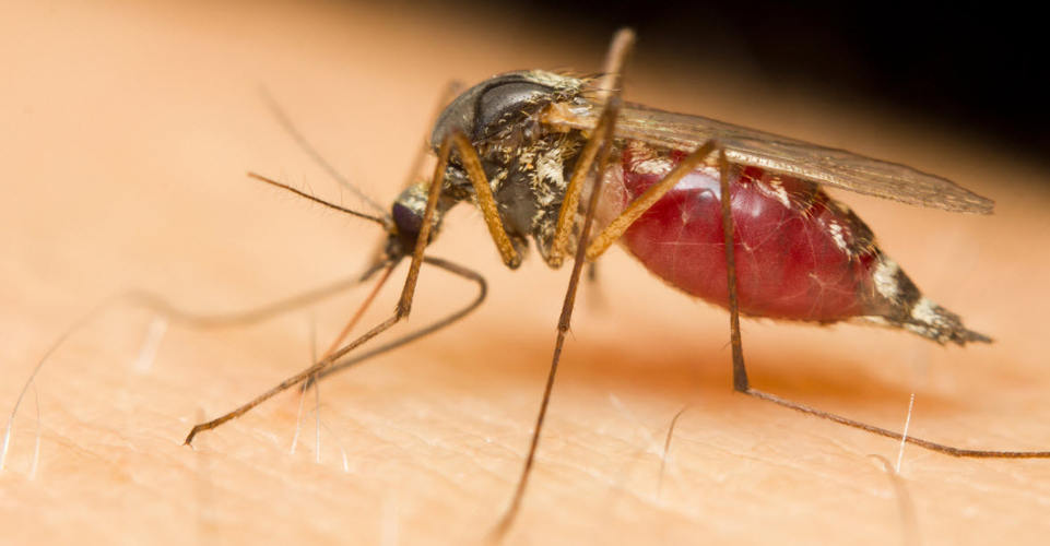 How to Repel Mosquitoes from Your Backyard