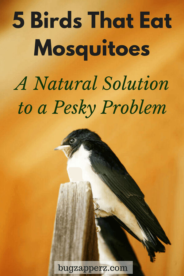 birds that eat mosquitoes