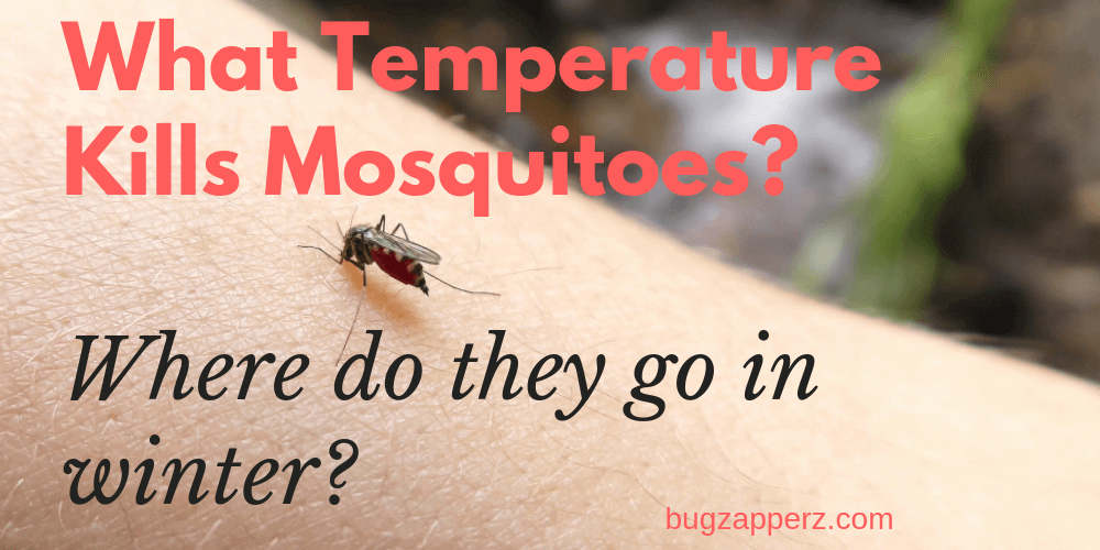 mosquitoes kills temperature bug mosquito cold mean does winter zapper leave traps advice