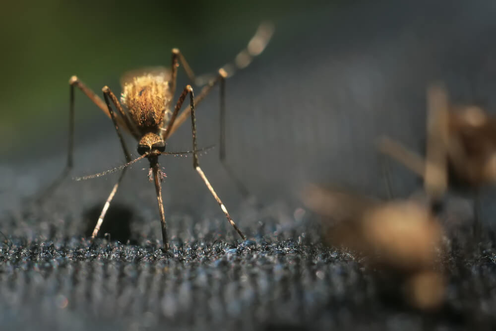 interting facts about mosquitoes