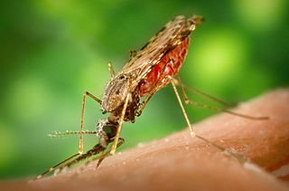 Anopheles albimanus mosquito while feeding
