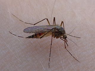 Coquillettidia mosquito