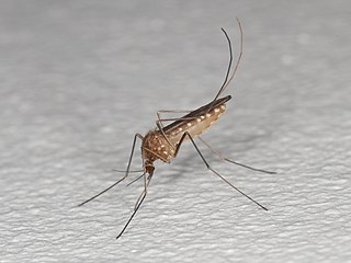 Culex pipiens mosquito