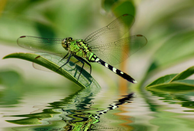 Do Dragonflies Eat Mosquitoes?
