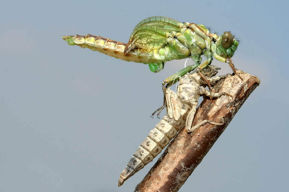 emergence of an adult dragonfly