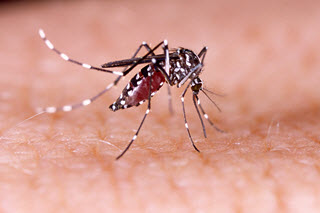 aedes aegypti mosquito