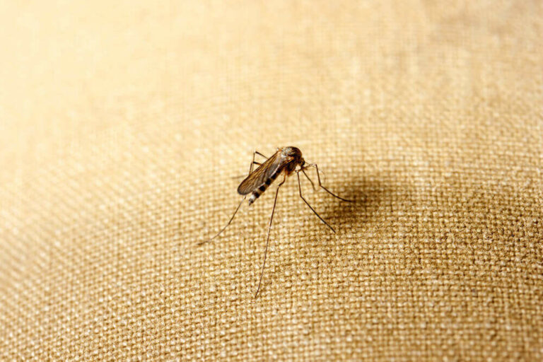 Can Mosquitoes Bite Through Clothes Bug Zapperz