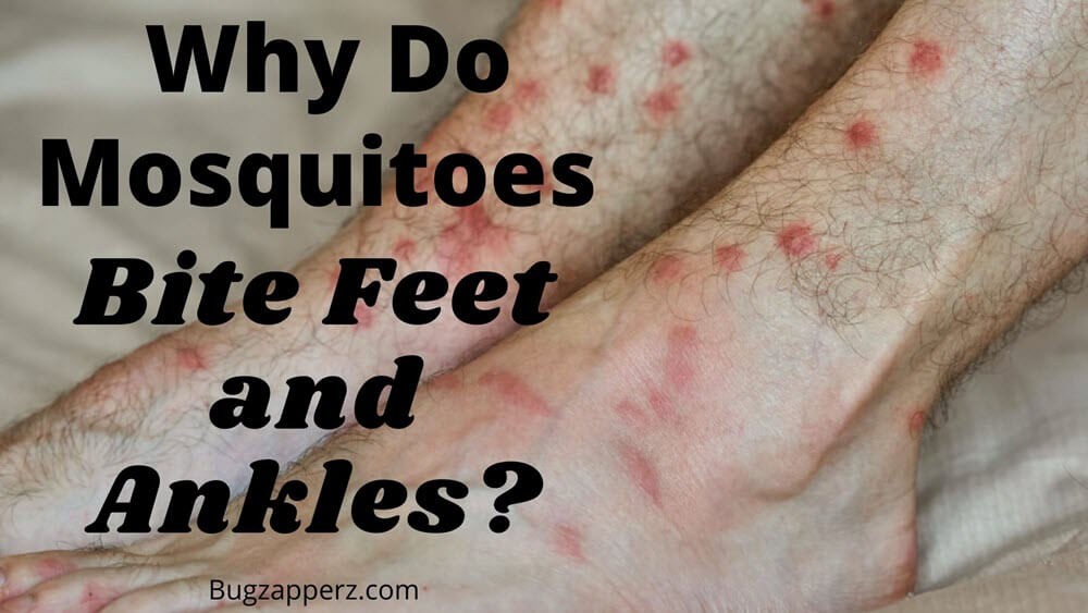 why do mosquiotoes bite feet and ankles?