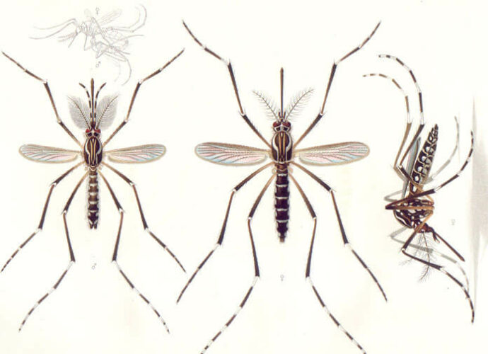 male and female Aedes aegypti