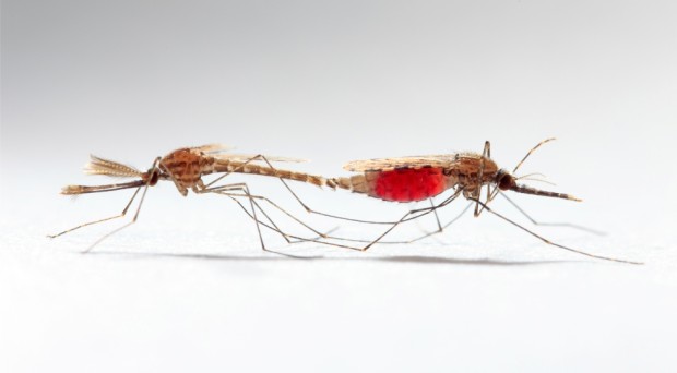Anopheles gambiae mosquitoes mating
