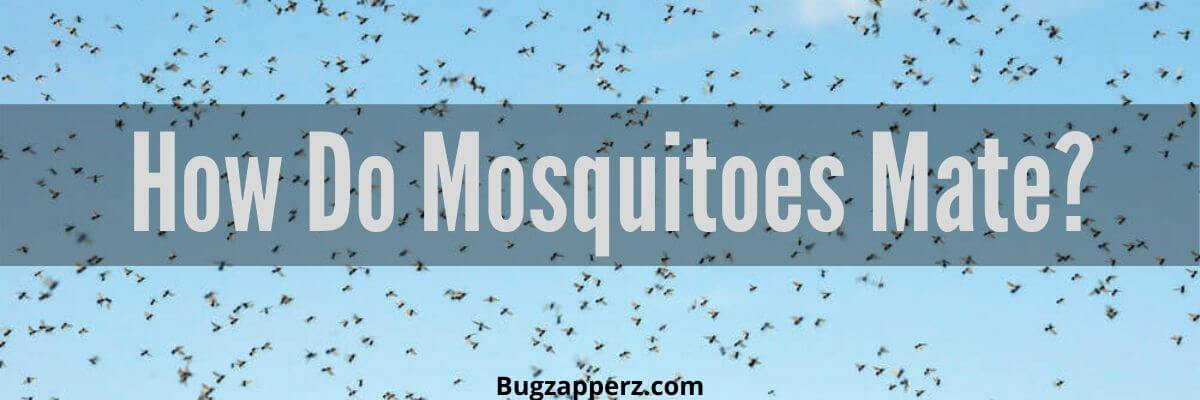 mosquito mating