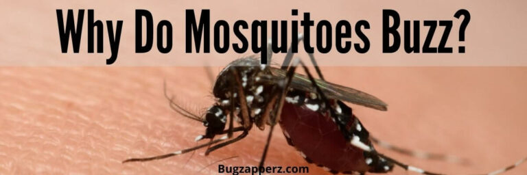 Why Do Mosquitoes Buzz? - What Causes This Loathsome Whine?