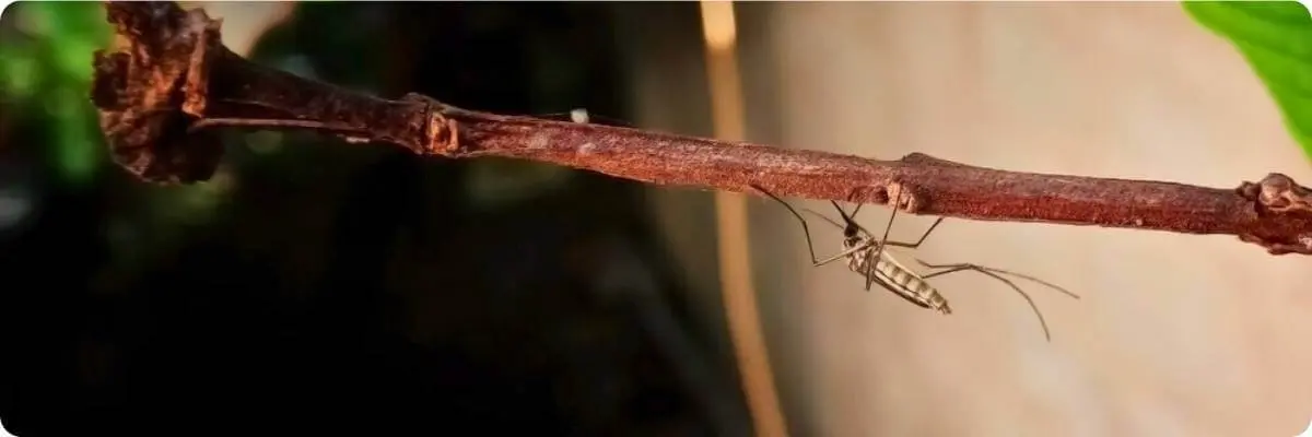 mosquito resting on a branch
