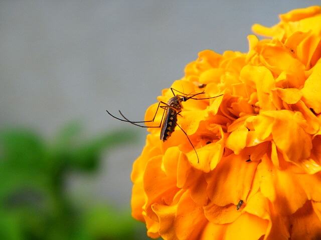 mosquito feeding on nectar 