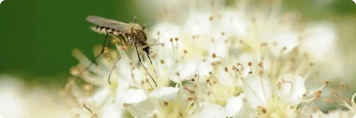 mosquito eating nectar
