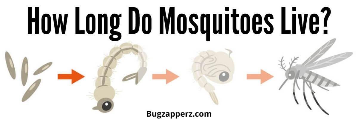 how long does a mosquito live