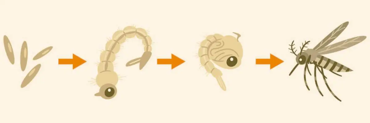 Mosquito life cycle - How long do mosquitoes live?