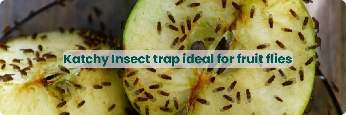 katchy indoor UV insect trap for fruit flies and gnats