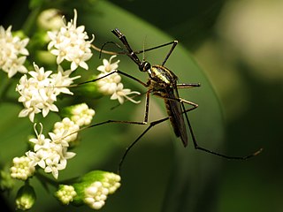 elephant mosquito 