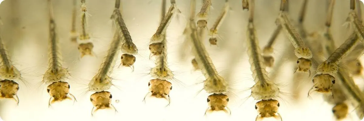 Ovitraps mosquito larvae traps