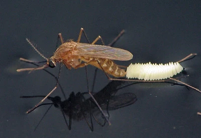 a culex mosquito laying eggs in a raft