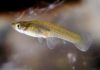 Mosquitofish Gambusia affinis