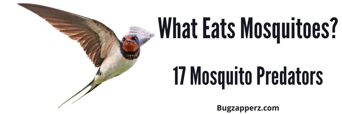 What Eats Mosquitoes?