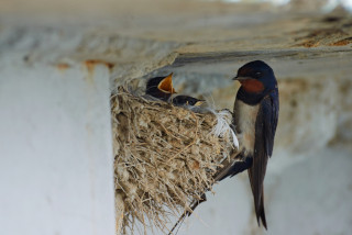 adult barn swallow and nest with babies