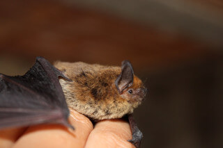 little brown bat on a man's hand