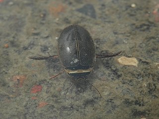 predaceous diving beetle (Dytiscidae) mosquito predator