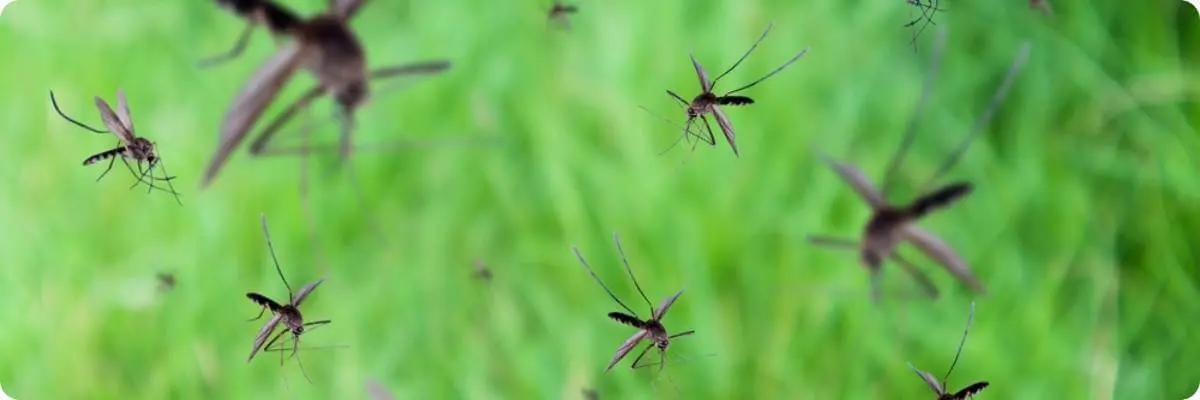 How weather affects mosquito activity