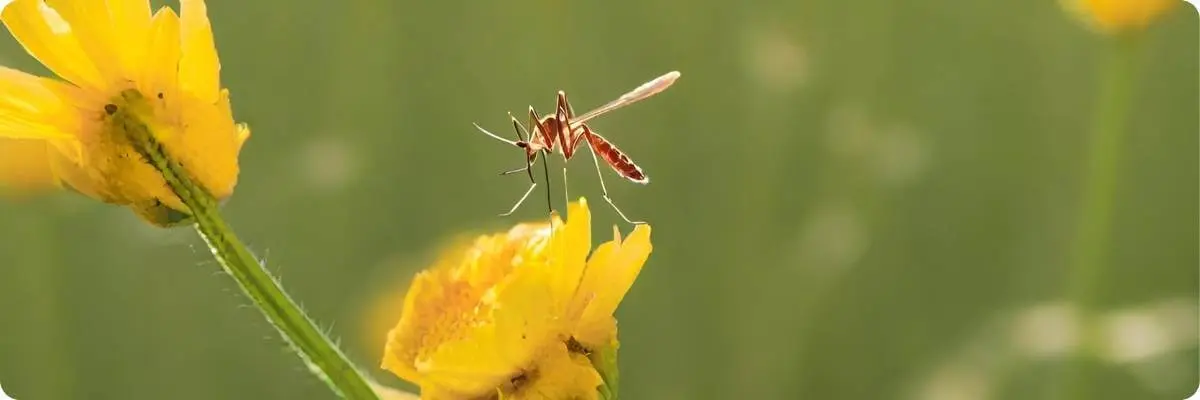 Are mosquitoes pollinators?