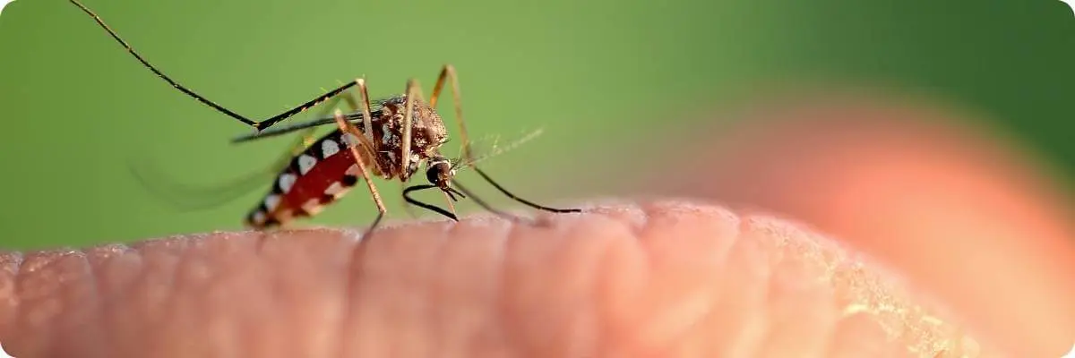 mosquito biting person