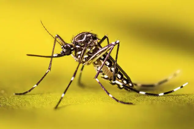 aedes aegypti