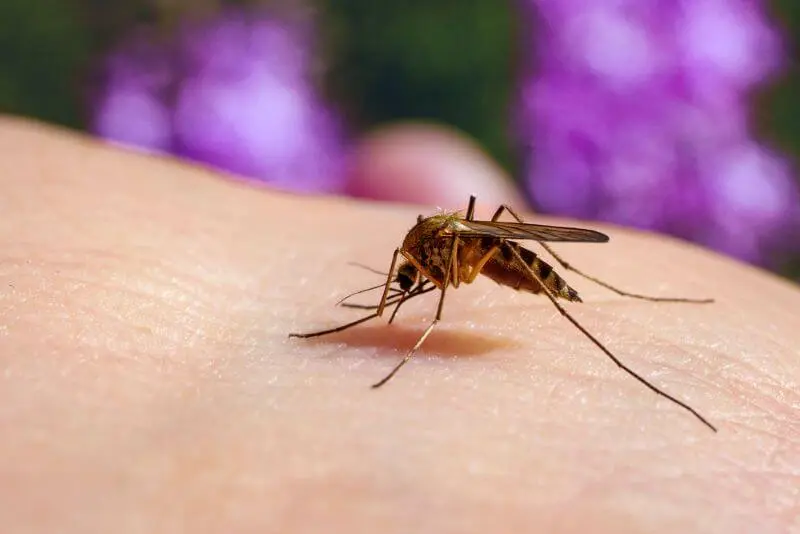 culex pipens about to bite someone