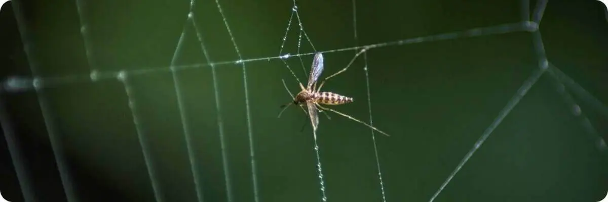 mosquito trapped in spiders web